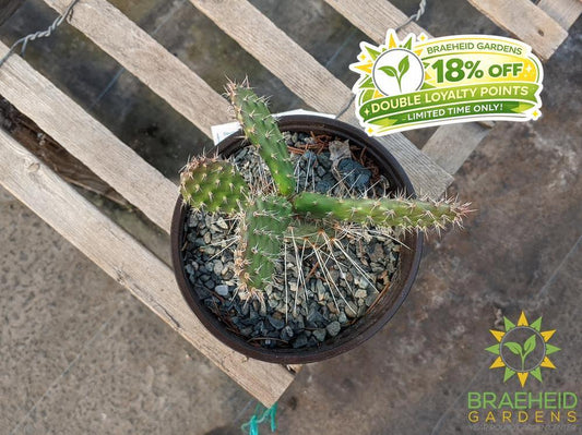 Opuntia Polycantha 'Lavender' - Cold Hardy