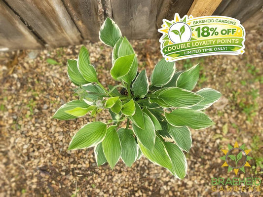 Hosta Francee -NO SHIP -