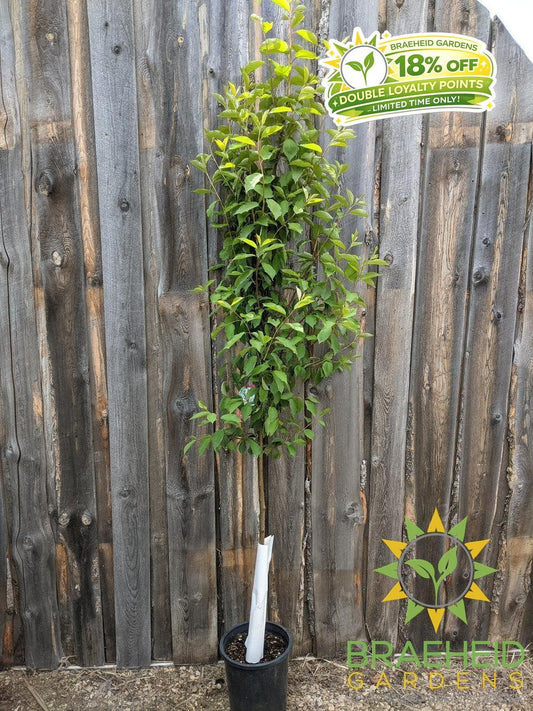 Bailey's Select Schubert Chokecherry- Tree for sale, Grown in Grande Prairie -Braeheid Gardens Ltd. on Emerson Trail