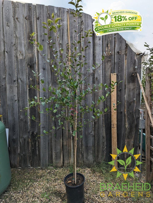 Edible Dolgo Crabapple- Tree for sale, Grown in Grande Prairie -Braeheid Gardens Ltd. on Emerson Trail