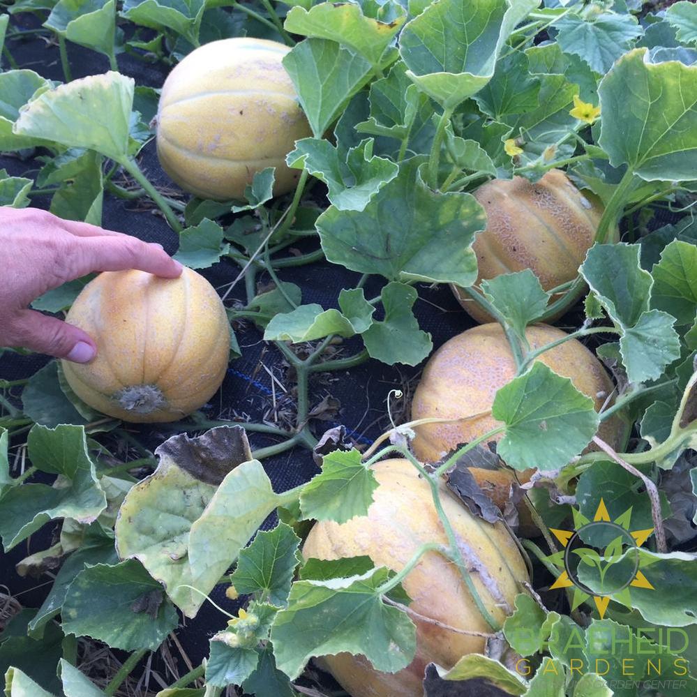 Mini Melon Mix