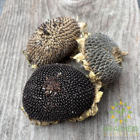 Scrunchy Sunflower Heads
