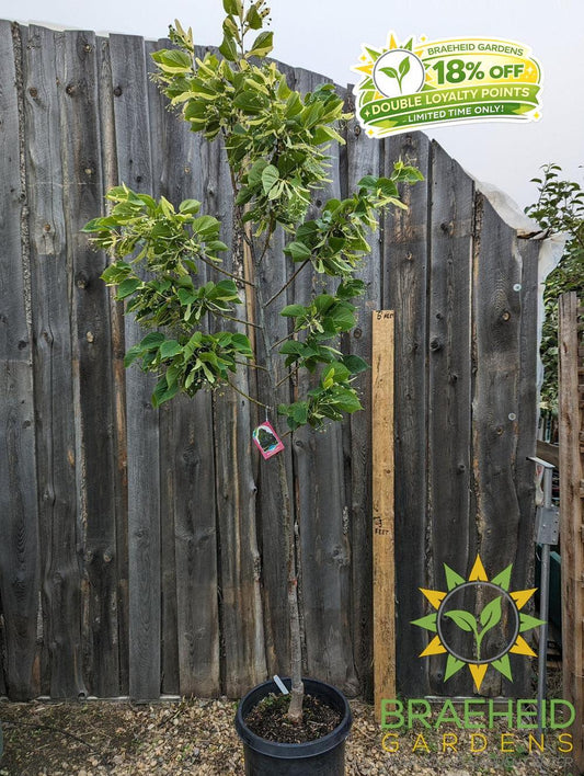 Redmond Linden- Tree for sale, Grown in Grande Prairie -Braeheid Gardens Ltd. on Emerson Trail