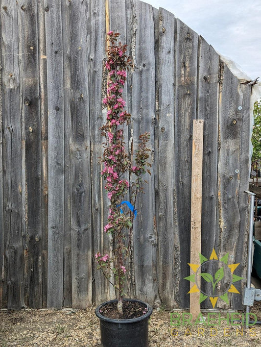 Purple Spire® Columnar Crabapple- Tree for sale, Grown in Grande Prairie -Braeheid Gardens Ltd. on Emerson Trail
