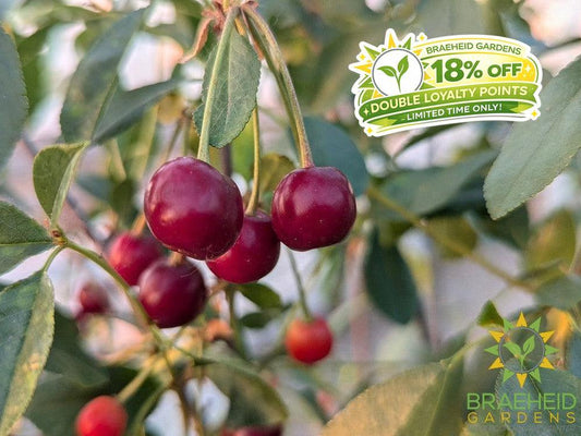 SK Carmine Jewel Cherry Tree- Tree for sale, Grown in Grande Prairie -Braeheid Gardens Ltd. on Emerson Trail