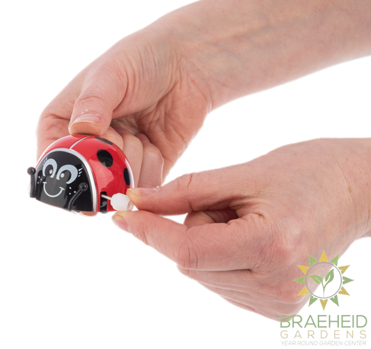 Wind Up Ladybugs