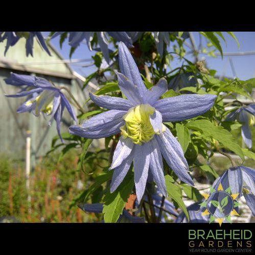 Blue Bird Clematis