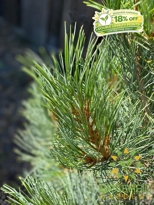 Blue Swiss Stone Pine- Tree for sale, Grown in Grande Prairie -Braeheid Gardens Ltd. on Emerson Trail