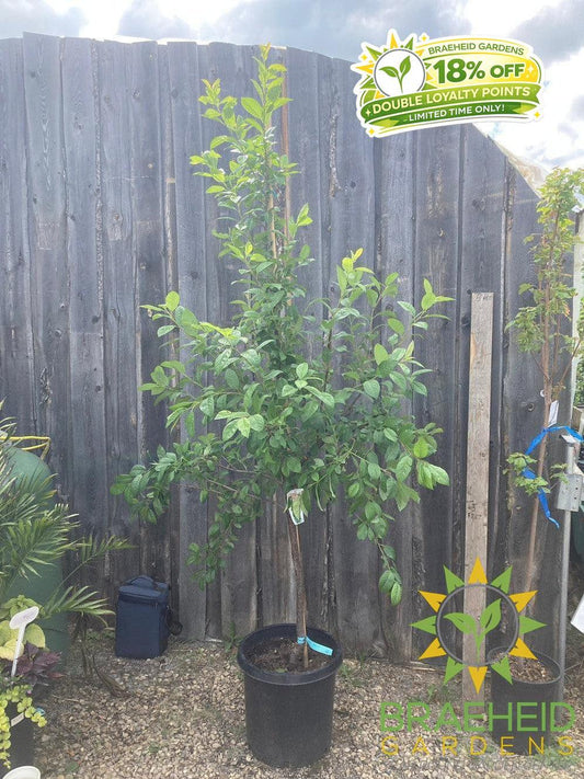 Manor Cherry Plum- Tree for sale, Grown in Grande Prairie -Braeheid Gardens Ltd. on Emerson Trail
