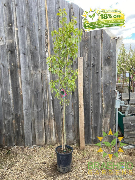 Paskapoo Poplar- Tree for sale, Grown in Grande Prairie -Braeheid Gardens Ltd. on Emerson Trail