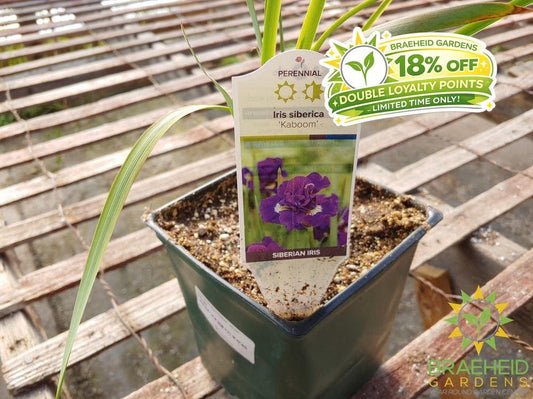 Iris siberica 'Kaboom' - NO SHIP -