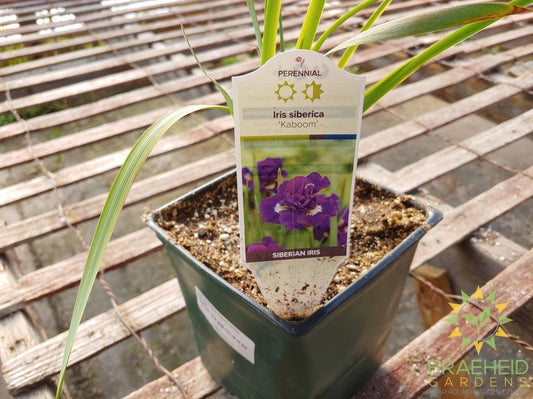 Iris siberica 'Kaboom' - NO SHIP -