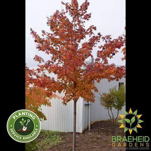 Scarlet Jewel™ Maple- Tree for sale, Grown in Grande Prairie -Braeheid Gardens Ltd. on Emerson Trail