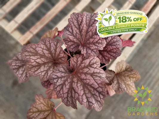 Heuchera 'Berry Smoothie' - NO SHIP -