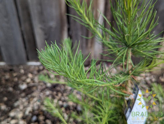 Siberian Larch- Tree for sale, Grown in Grande Prairie -Braeheid Gardens Ltd. on Emerson Trail