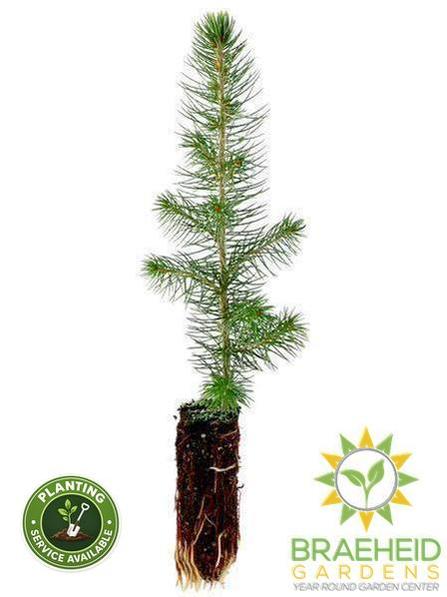 Blue Spruce Plugs- Tree for sale, Grown in Grande Prairie -Braeheid Gardens Ltd. on Emerson Trail