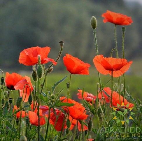 Flanders Poppy
