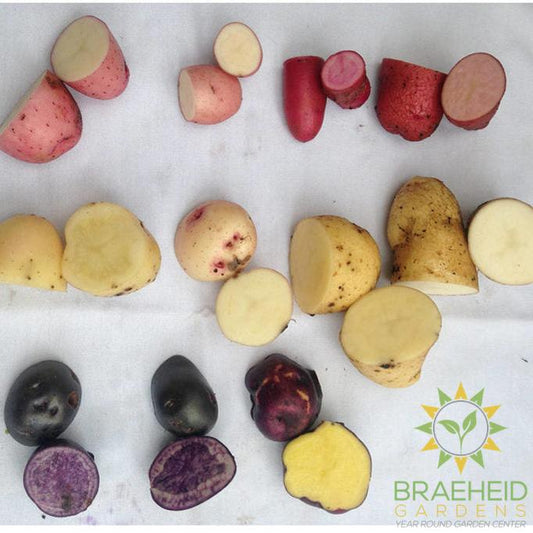 Metchosin Farm Originals Seed Potato Mix - SALE