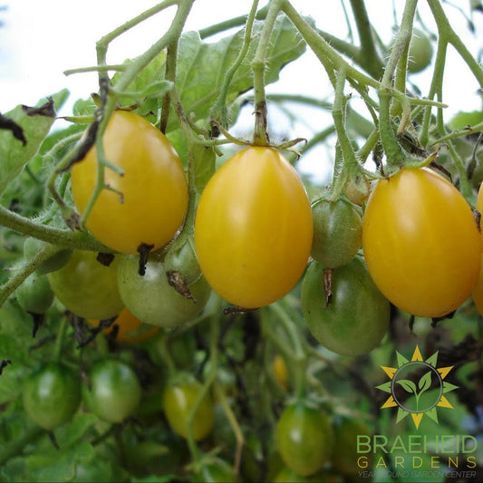 Ildi Tomato