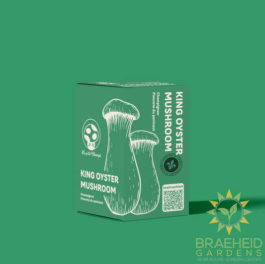 King Oyster Mushroom Kit