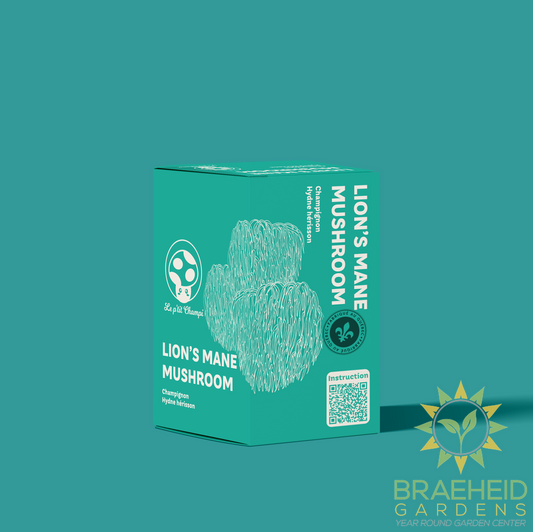 Lion's Mane Mushroom Kit