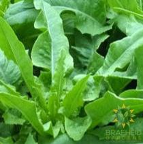 Low's Pointed Lettuce