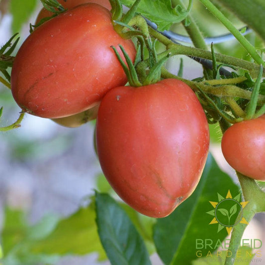Maida's Kootenai Giant Tomato