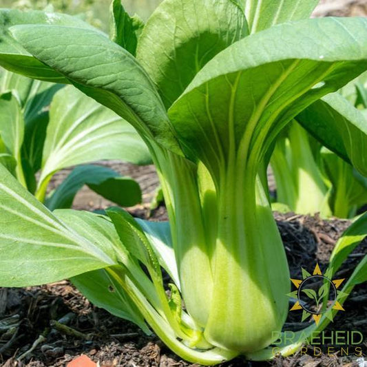 Pac Choi