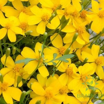 Mexican Mint Marigold