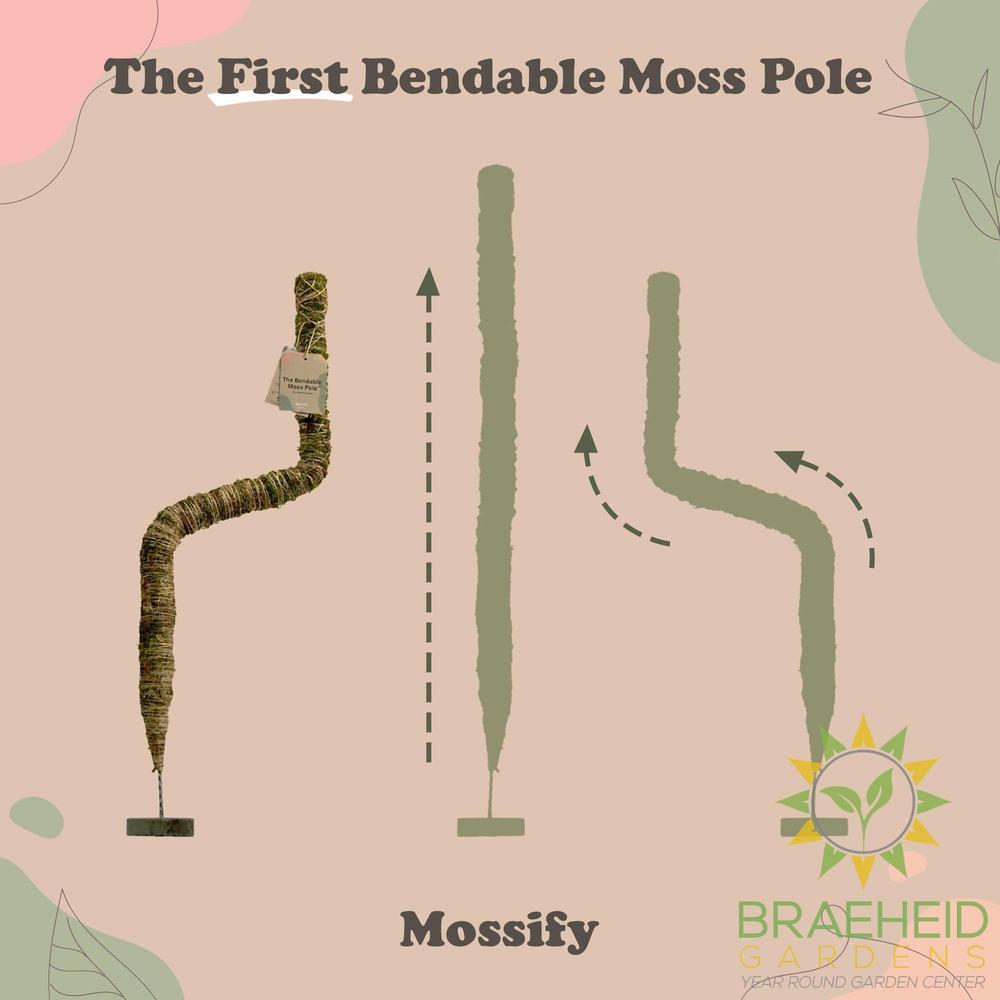 The Original Bendable Moss Pole⢠- Best Seller (Pins Included)