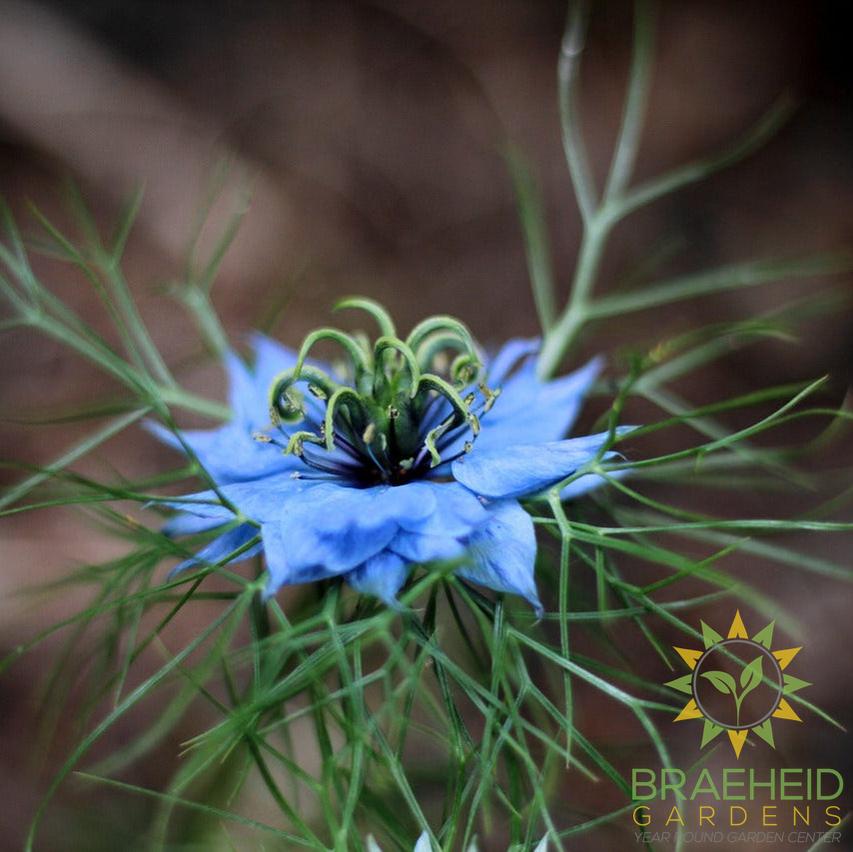 Nigella