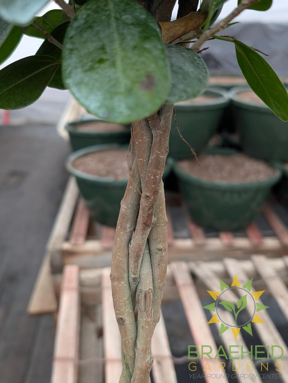 Large Braided Ficus Moclame - NO SHIP -