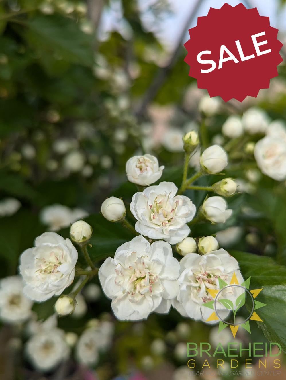 Snowbird Hawthorn