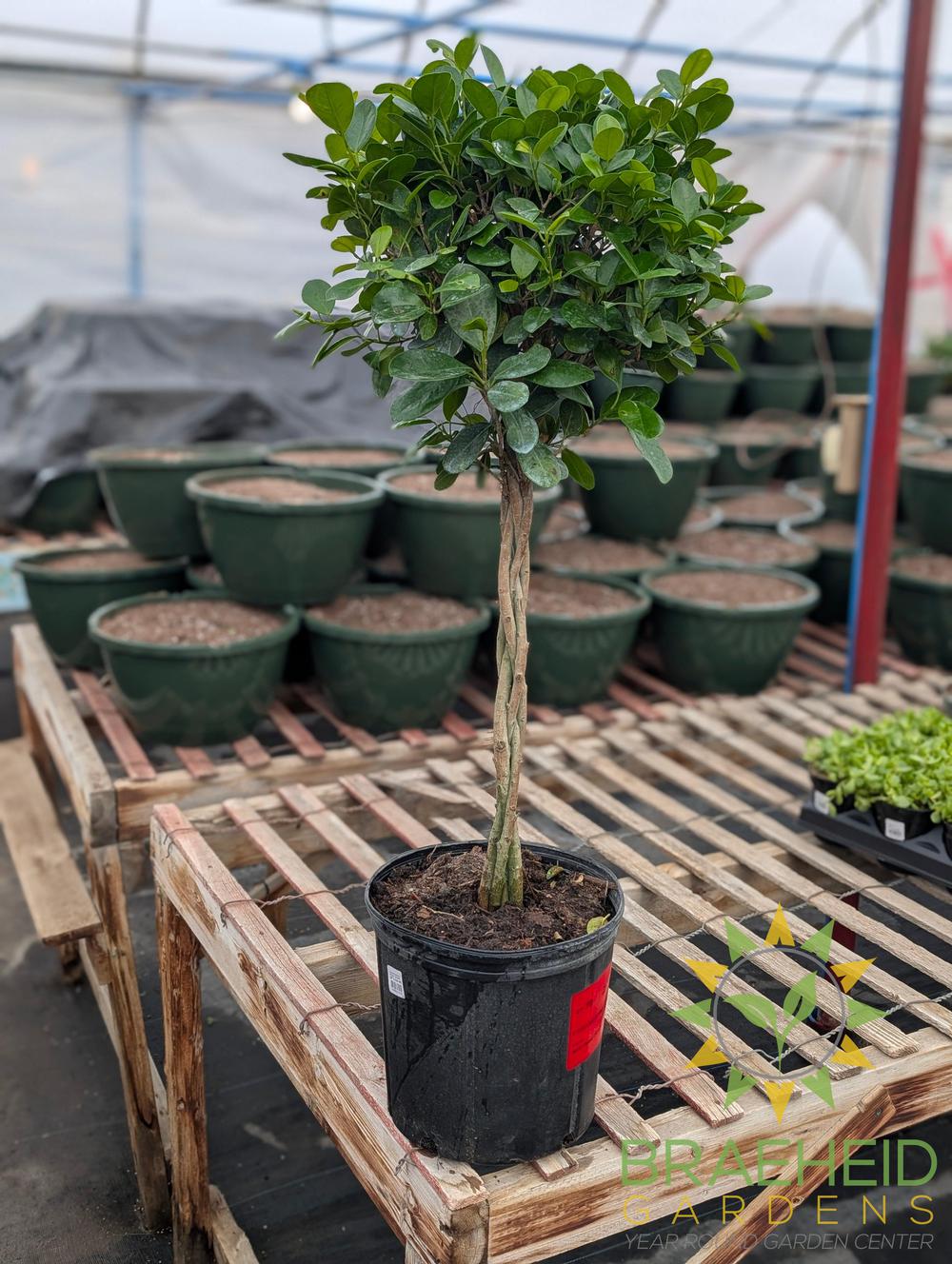 Large Braided Ficus Moclame - NO SHIP -