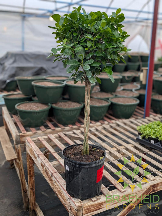 Large Braided Ficus Moclame - NO SHIP -