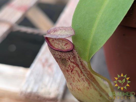 Nepenthes Bloody Miranda - Pitcher Plant