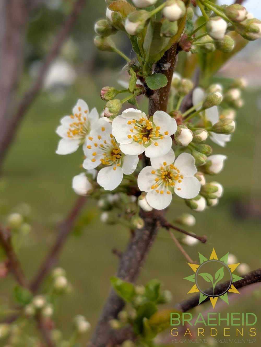 Manor Cherry Plum