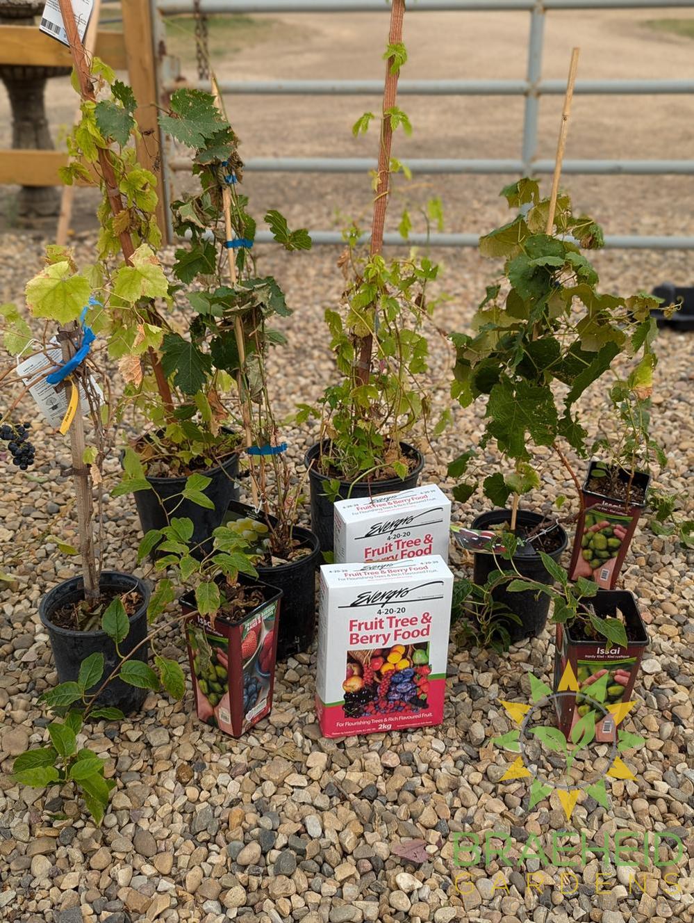 ππΊ Wine & Beer Backyard Starter Kit β Auction #7