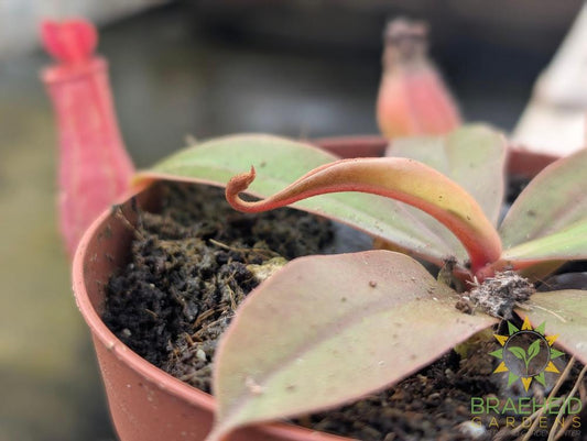 Nepenthes Bloody Mary - Pitcher Plant