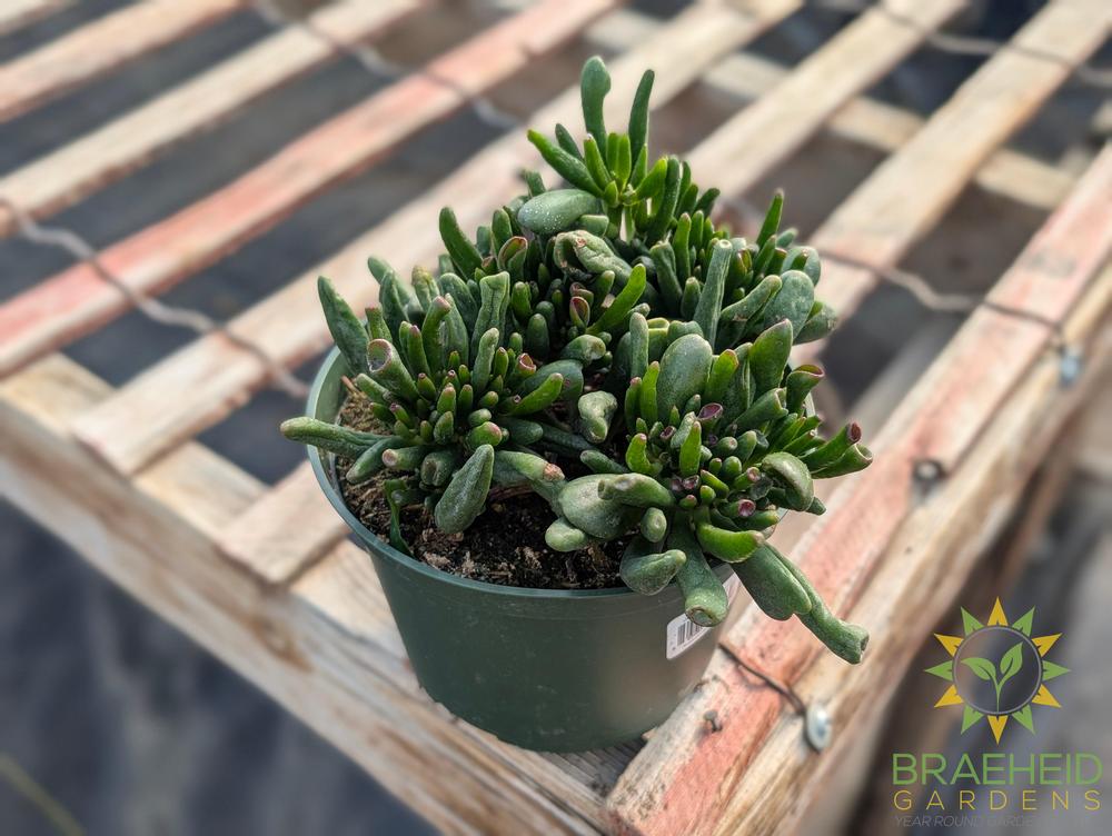 Gollum Jade