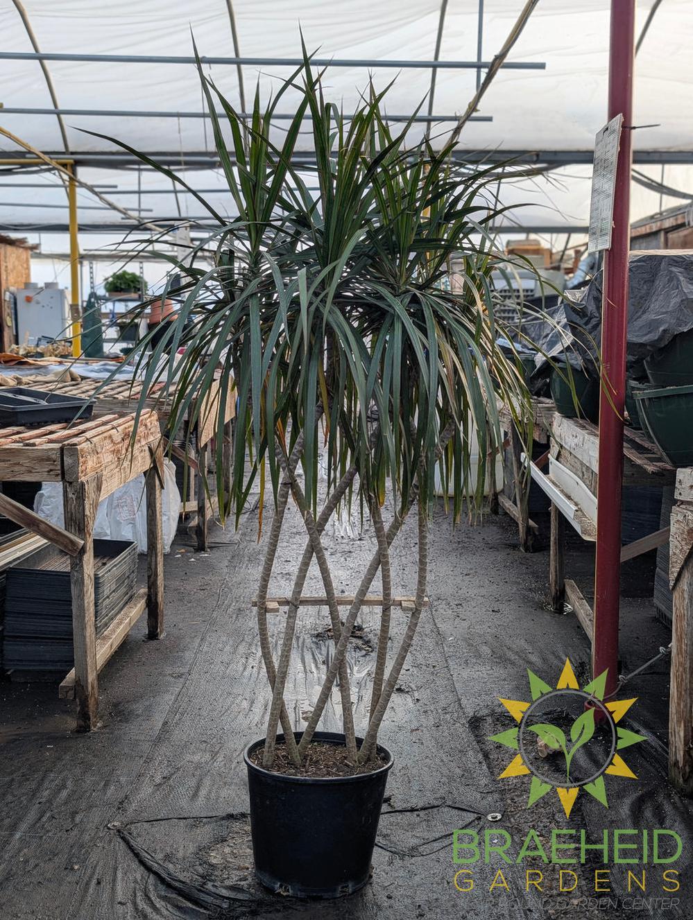 large dracaena marginata open weave Large Dracaena Marginata - Zulu Weave