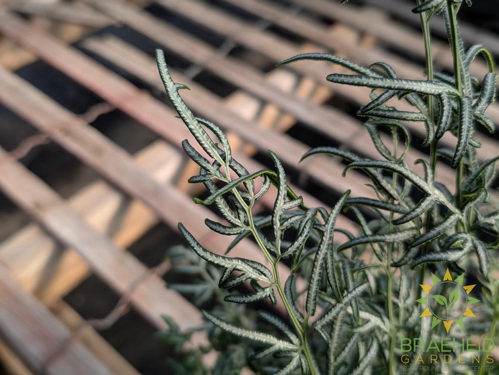 Pteris Ensiformis Fern