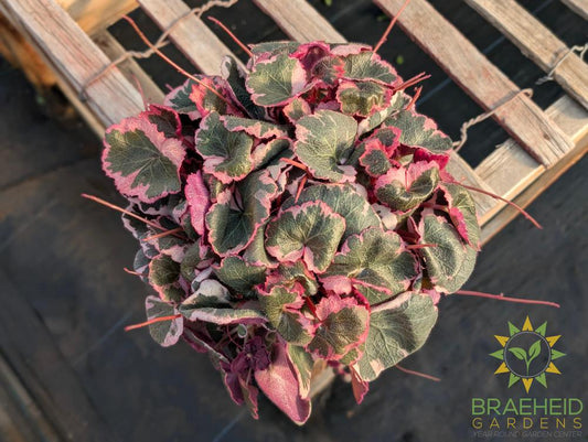 Variegated Strawberry Begonia