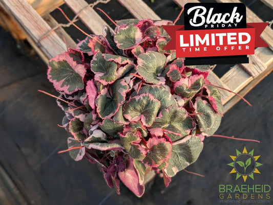 Variegated Strawberry Begonia