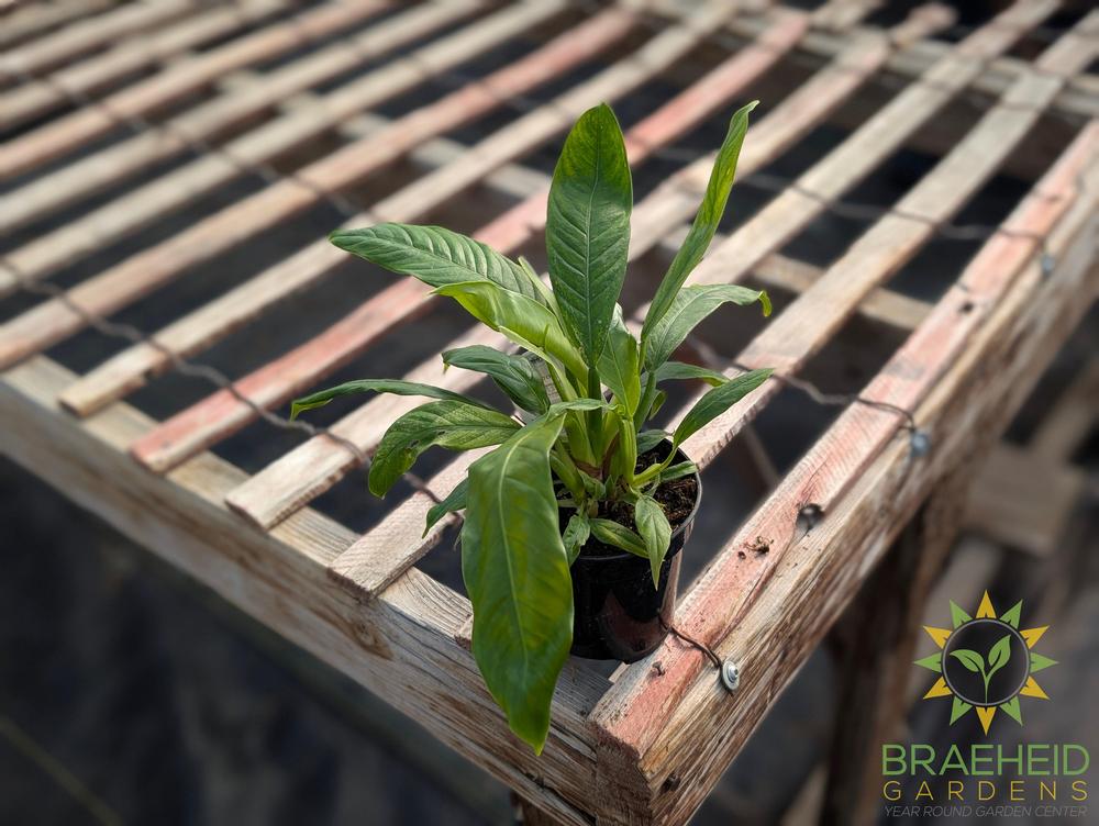 buy philodendron canada Buy Philodendron Narrow Green (Tiger tooth) online in Canada – Braeheid Gardens Ltd