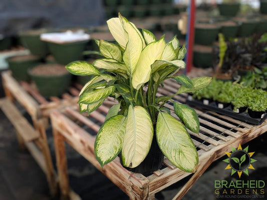 Large Dieffenbachia Marianne - NO SHIP