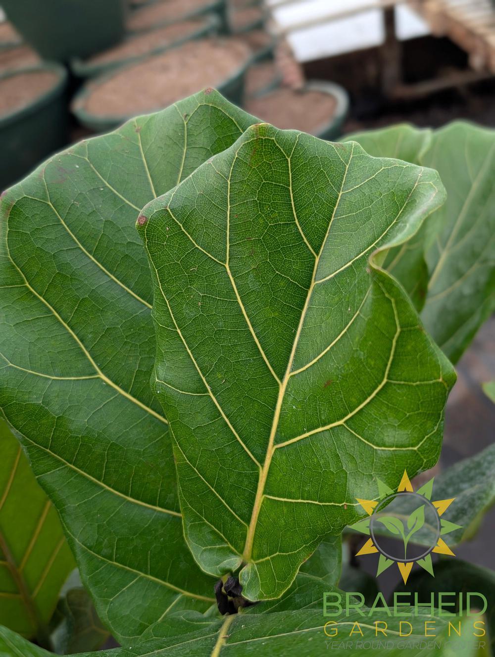Large Fiddle Leaf Fig Everglades Tree - NO SHIP -