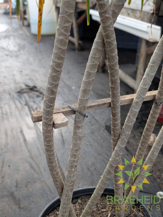 Large Dracaena Marginata - Zulu Weave - NO SHIP