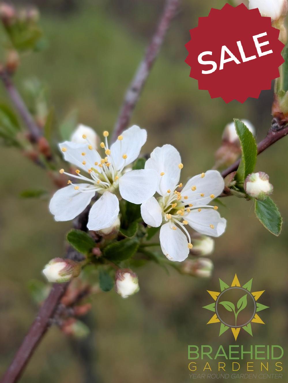 Crimson Passion Cherry Tree