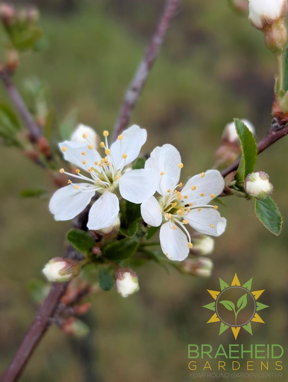Crimson Passion Cherry Tree